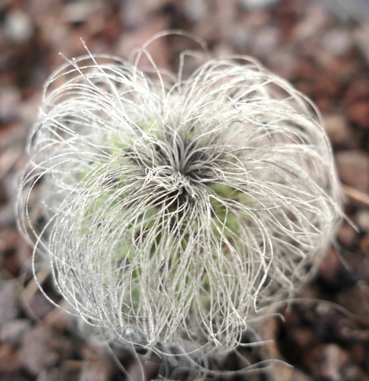 Cephalocereus senilis