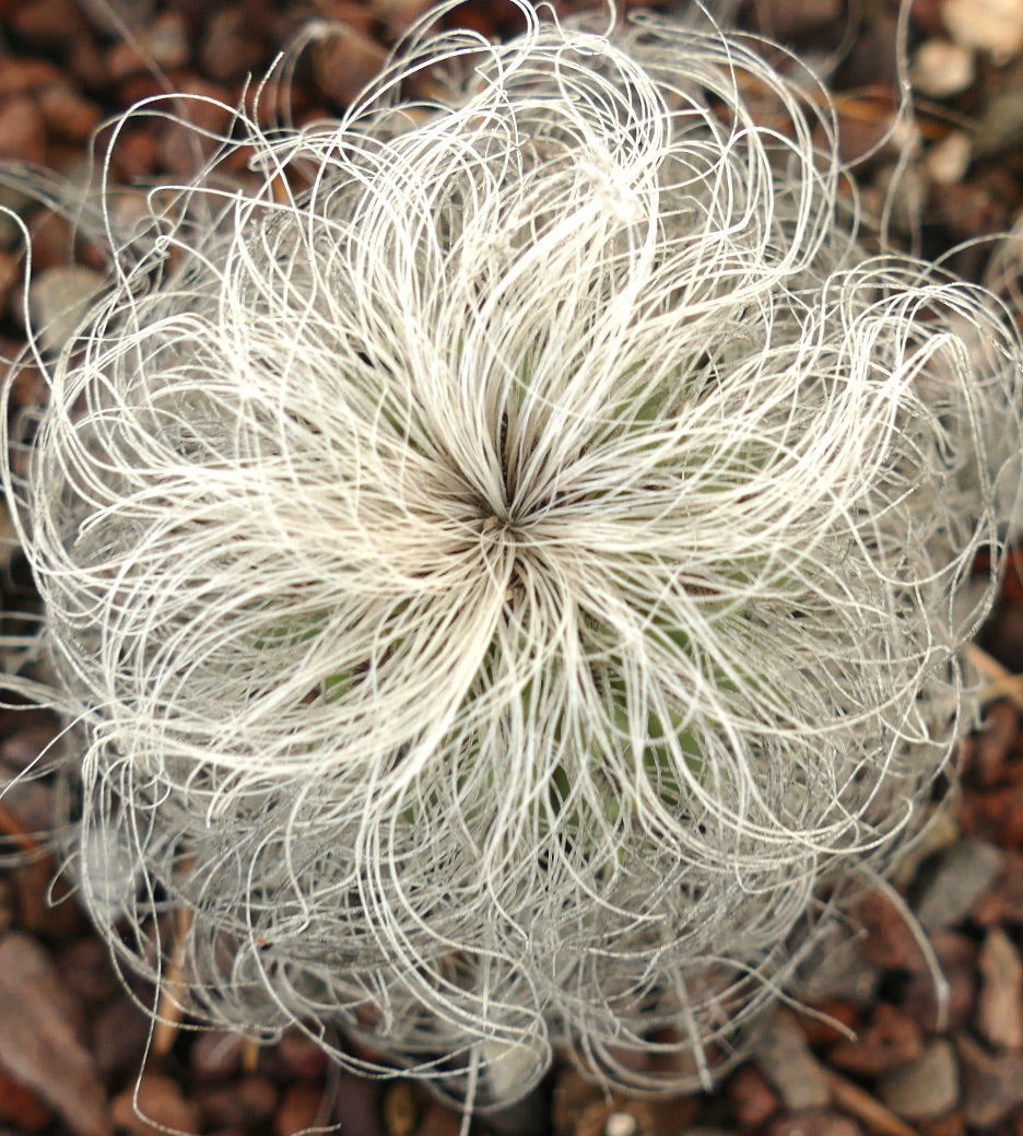 Cephalocereus senilis