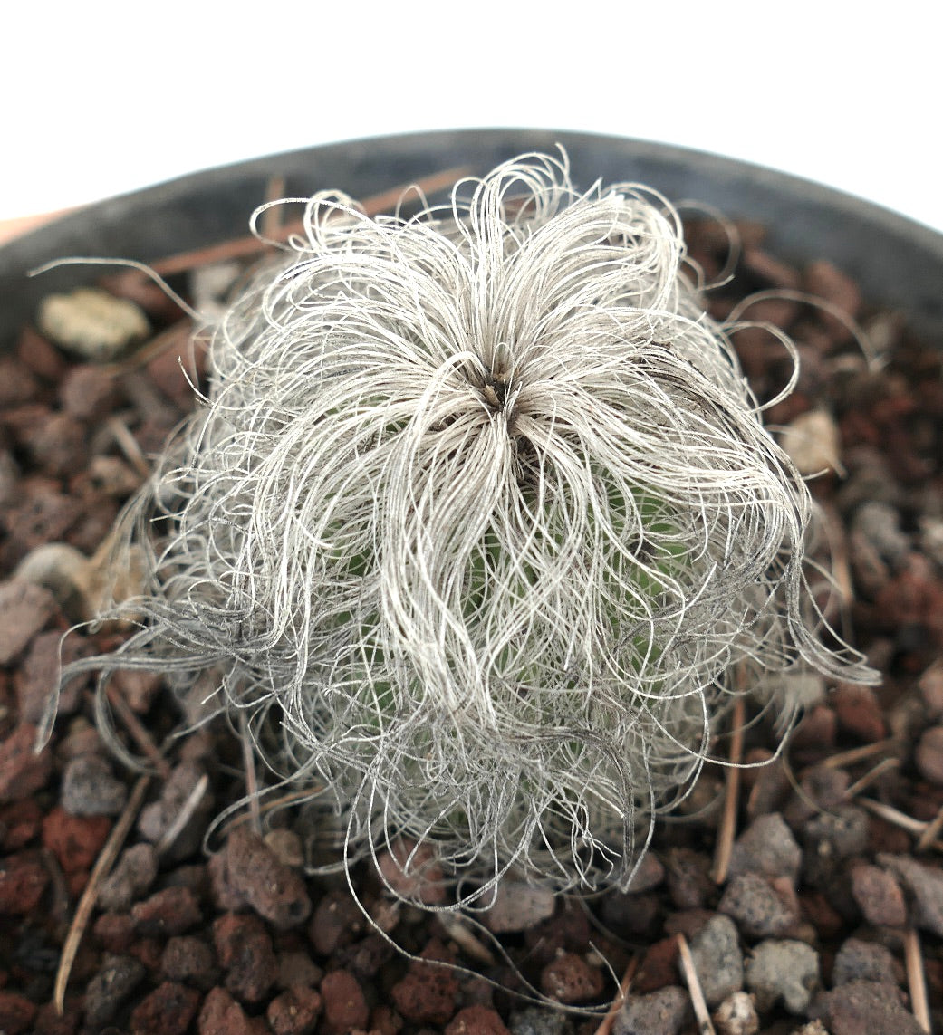 Cephalocereus senilis