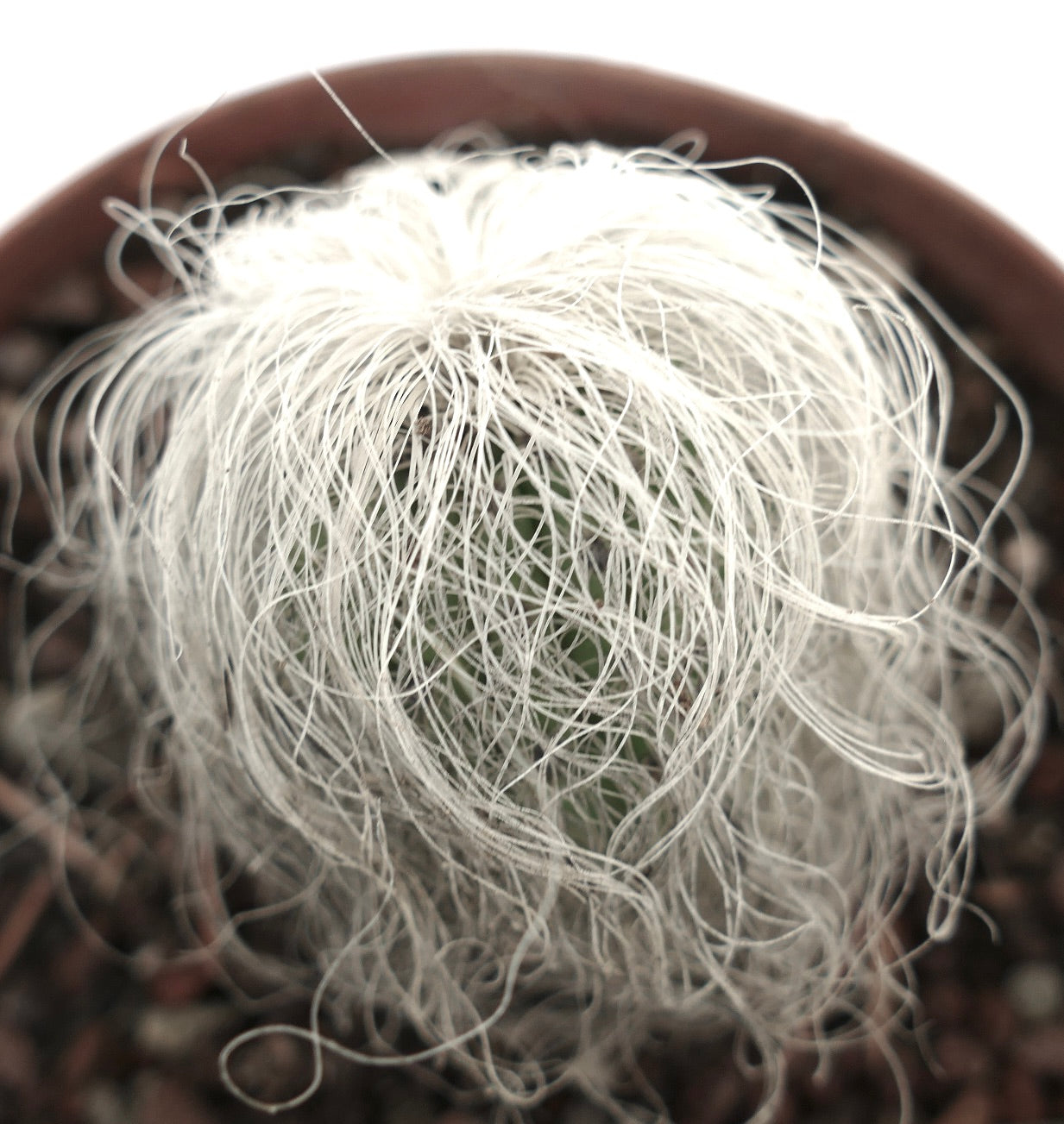 Cephalocereus senilis