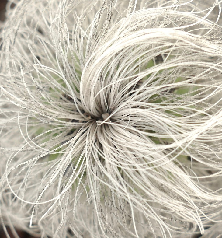 Cephalocereus senilis