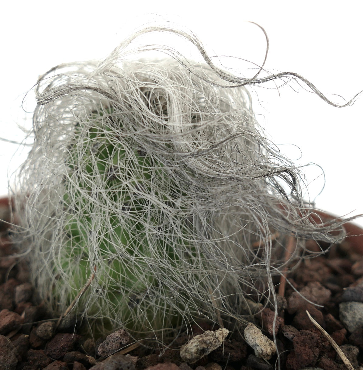 Cephalocereus senilis