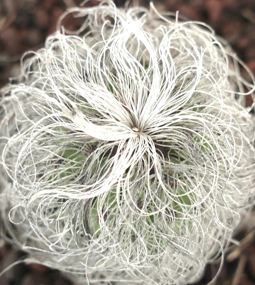 Cephalocereus senilis