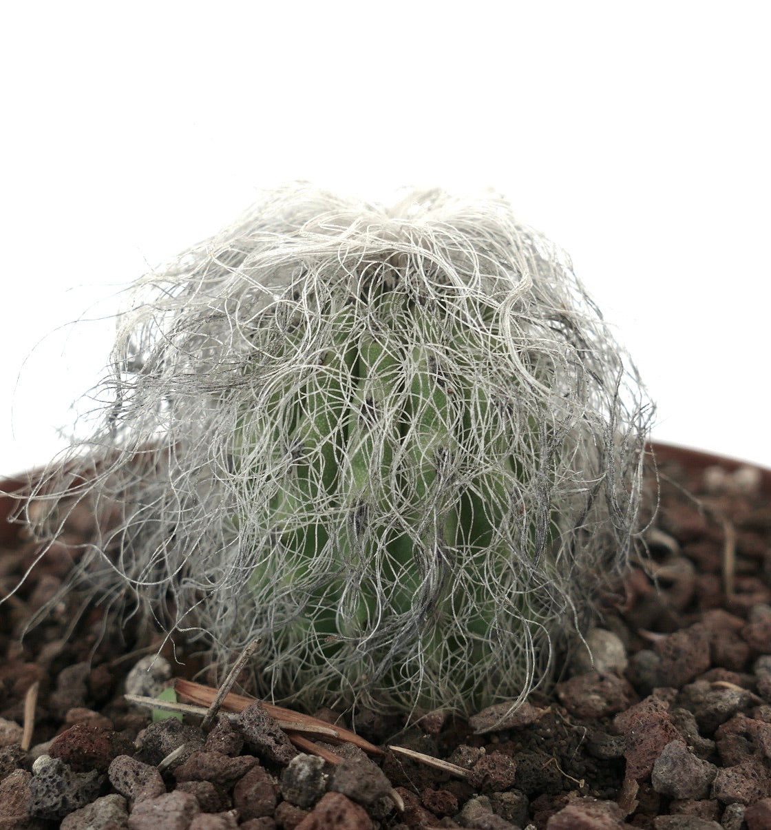 Cephalocereus senilis