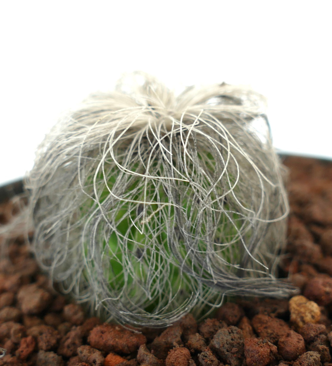 Cephalocereus senilis