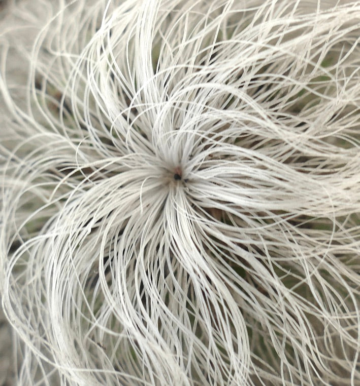 Cephalocereus senilis