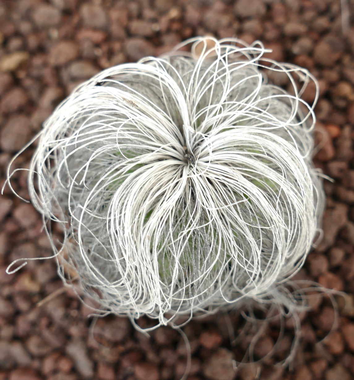 Cephalocereus senilis