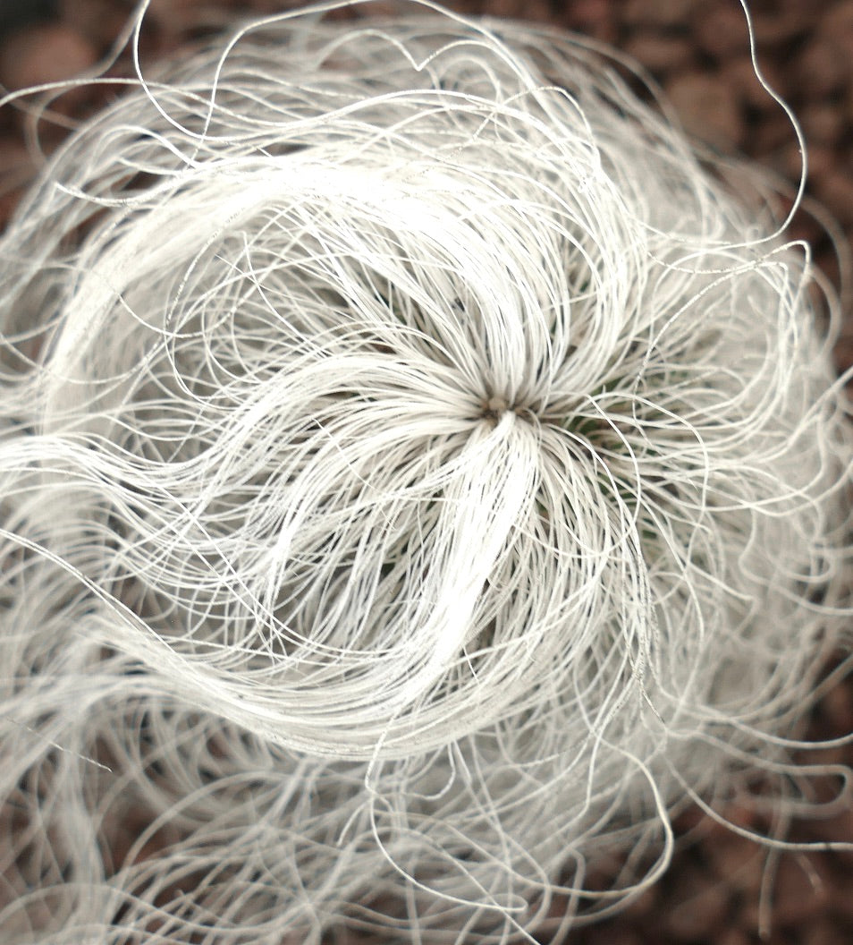 Cephalocereus senilis