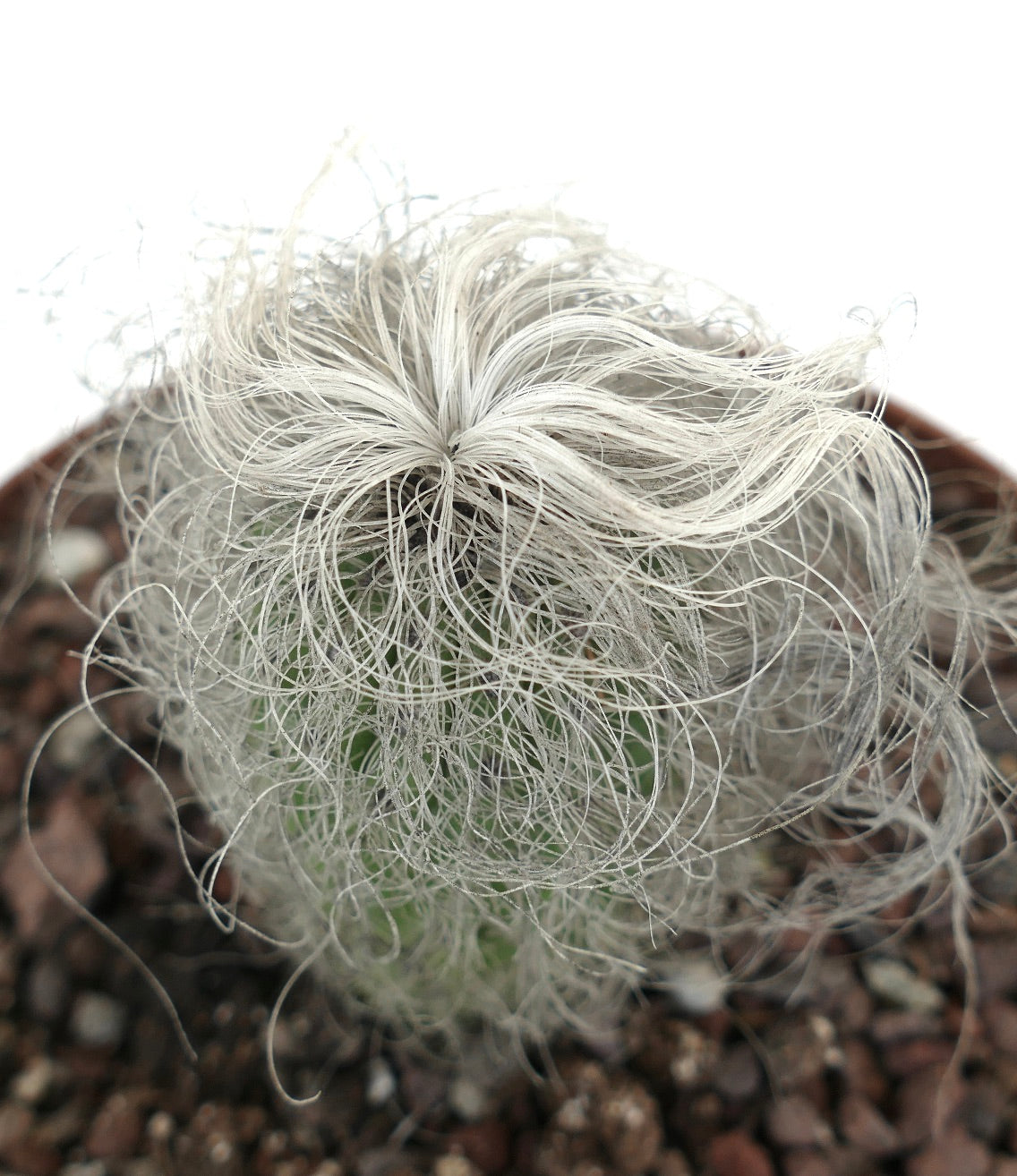 Cephalocereus senilis