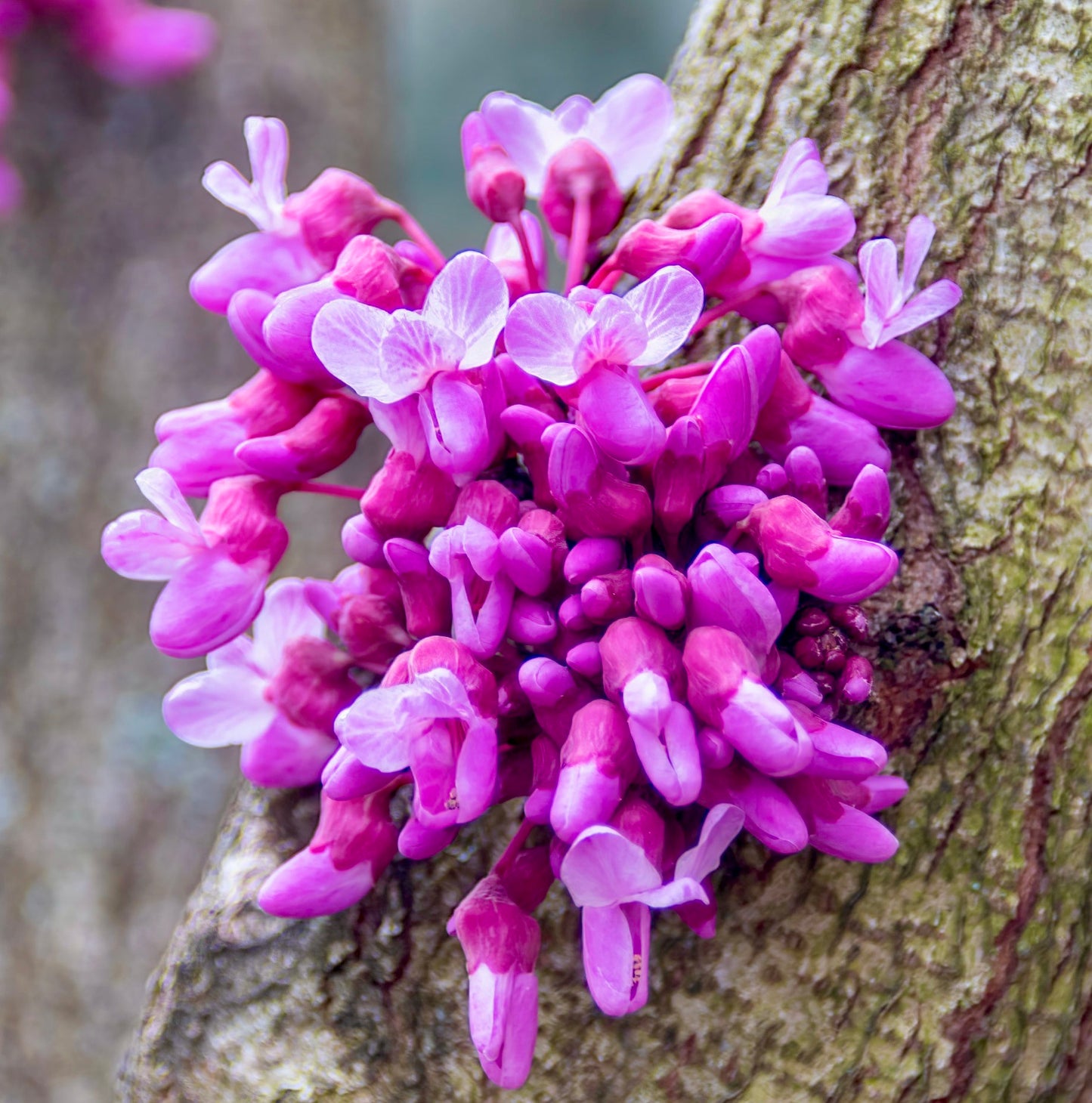Cercis canadensis vibrant pink clustered flowers blooming on textured tree bark