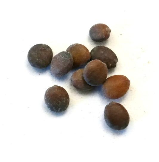 Cercis canadensis SEEDS
