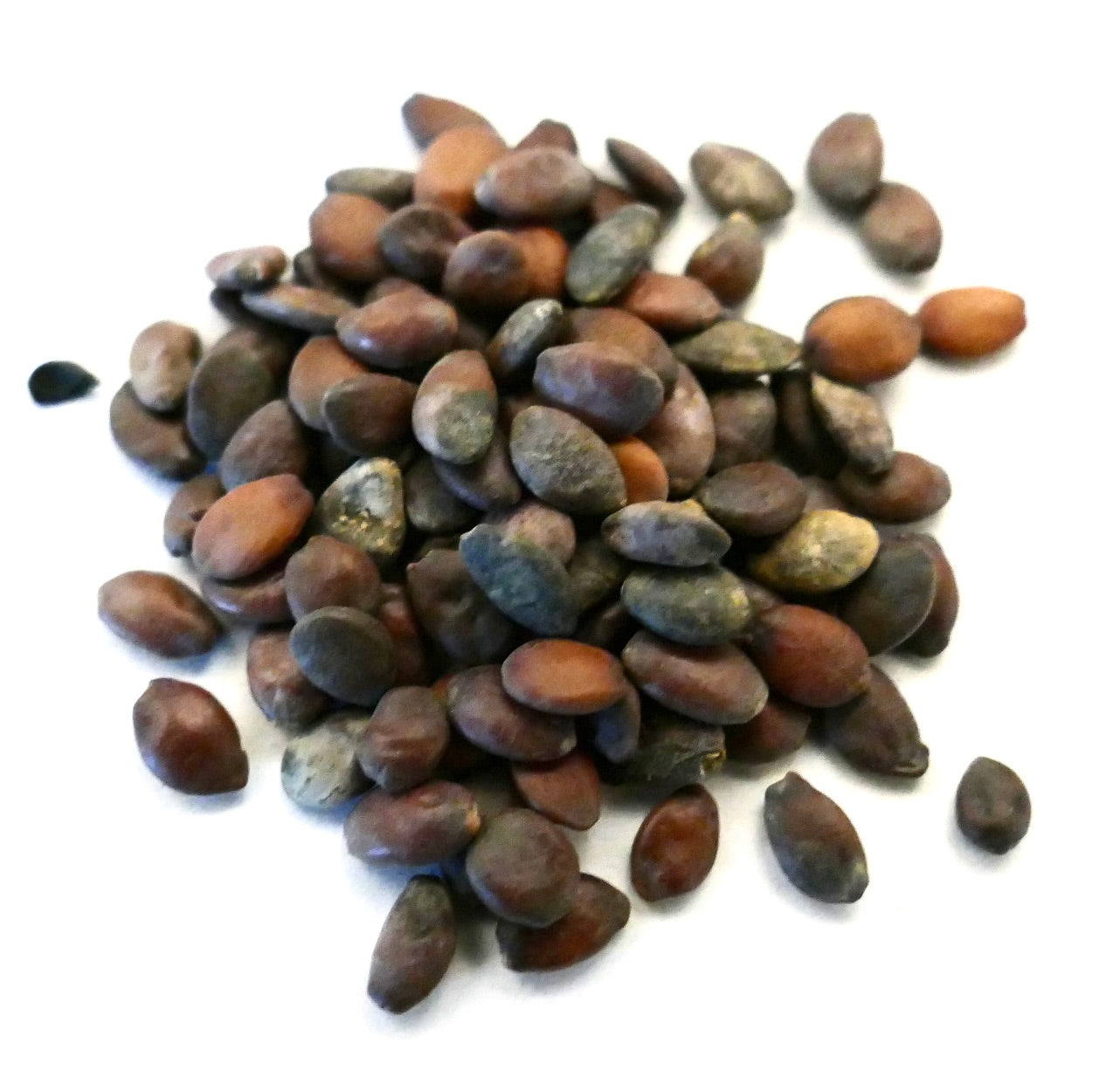 Cercis siliquastrum smooth brown and gray seeds scattered on white background