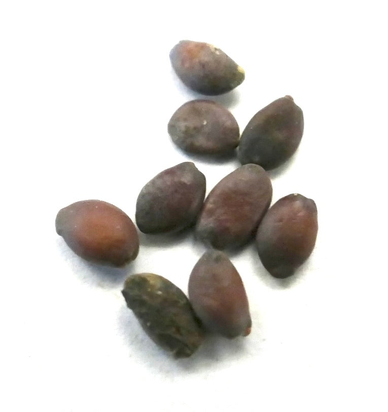 Cercis siliquastrum brown elongated seeds with smooth texture on white background
