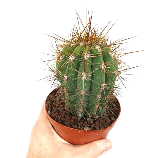 Cereus pasacana