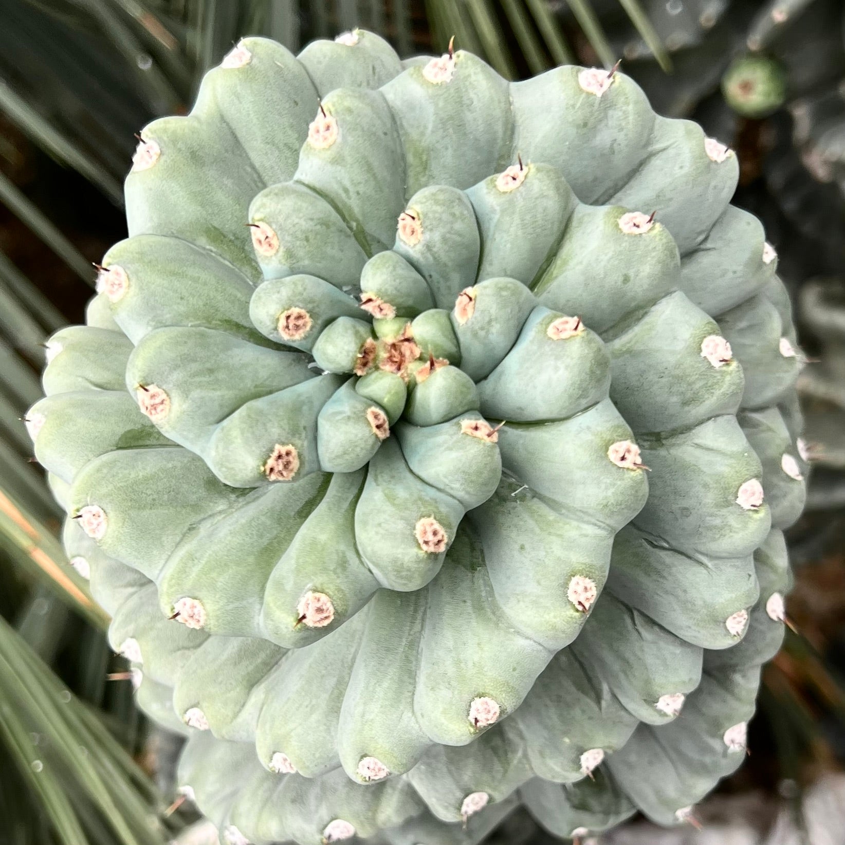 Cereus peruvianus SPIRALIS form nudum "CLONE 21K"