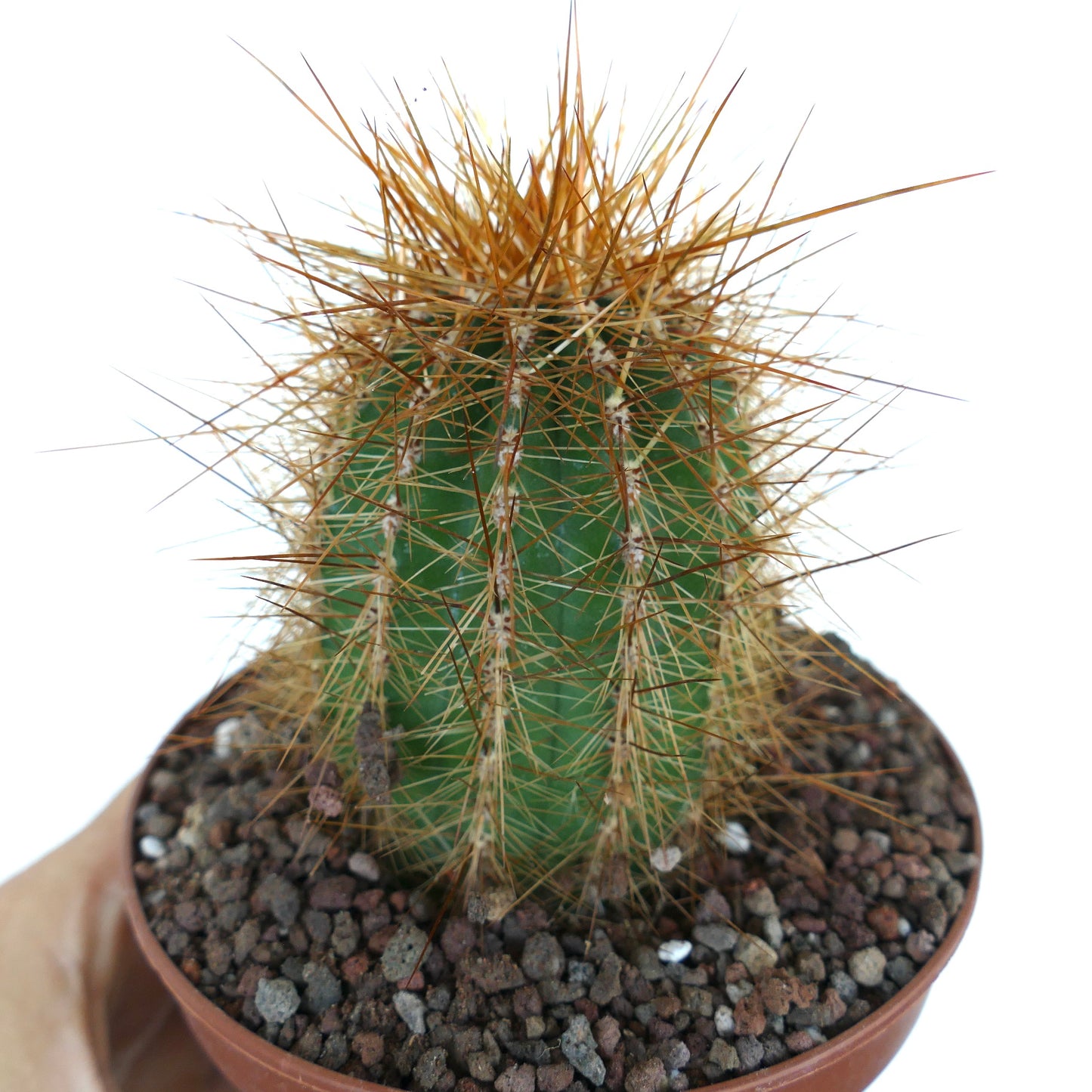 primer plano de Cereus atacamensis en una maceta, mostrando su cuerpo columnar verde con costillas verticales y una densa cubierta de largas espinas de color naranja marrón.