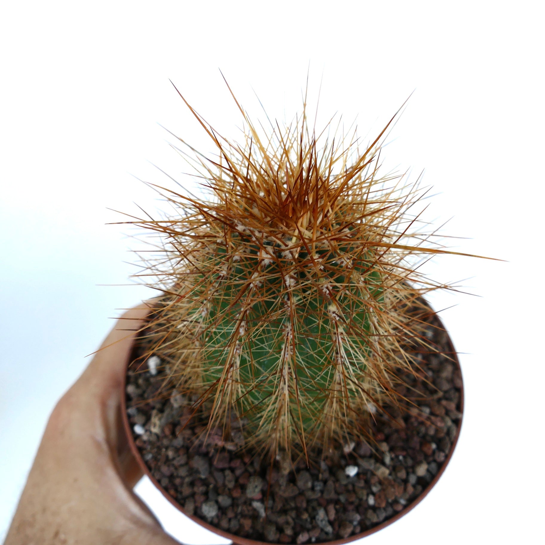 vista superior de Cereus atacamensis, resaltando su disposición radial de espinas y estructura fuertemente acanalada.