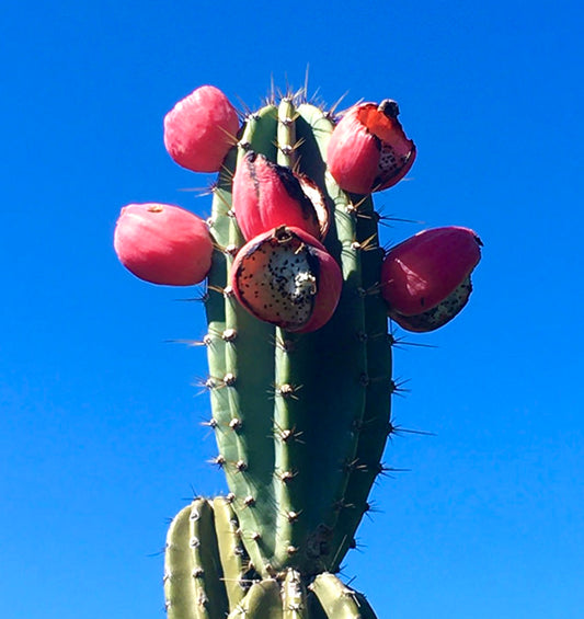 Cereus bicolor cactus with large red fruit and sharp spines against blue sky