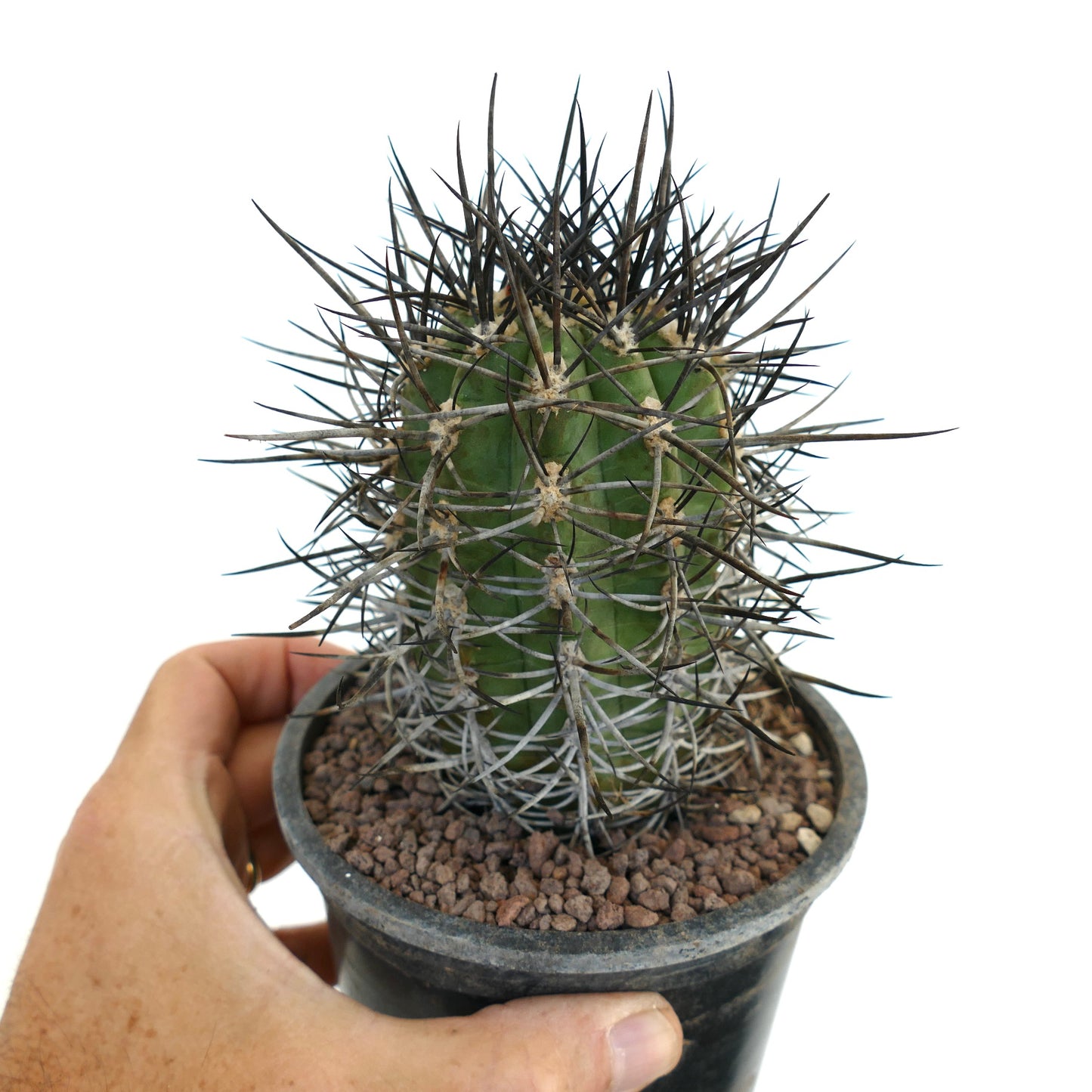 Cereus chiloensis var. zizkaanus BLACK SPINES DS6