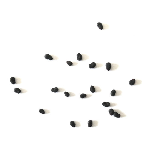 Cereus forbesii seeds scattered on white background for cactus propagation