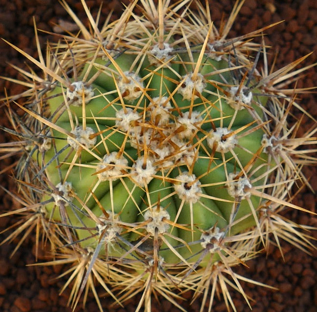Cereus pasacana green cactus with dense golden spines and ribbed structure