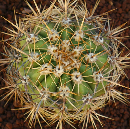 Cereus pasacana green cactus with dense golden spines and ribbed structure