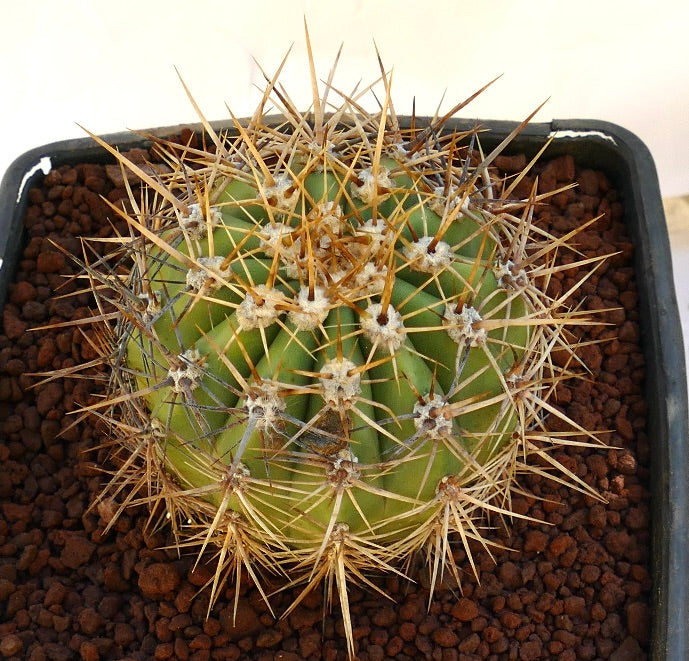 Cereus pasacana cactus with thick golden spines and ribbed green body in pot