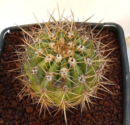 Cereus pasacana cactus with thick golden spines and ribbed green body in pot