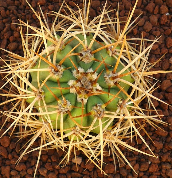 Cereus pasacana green cactus with dense long yellow spines and rounded ribs