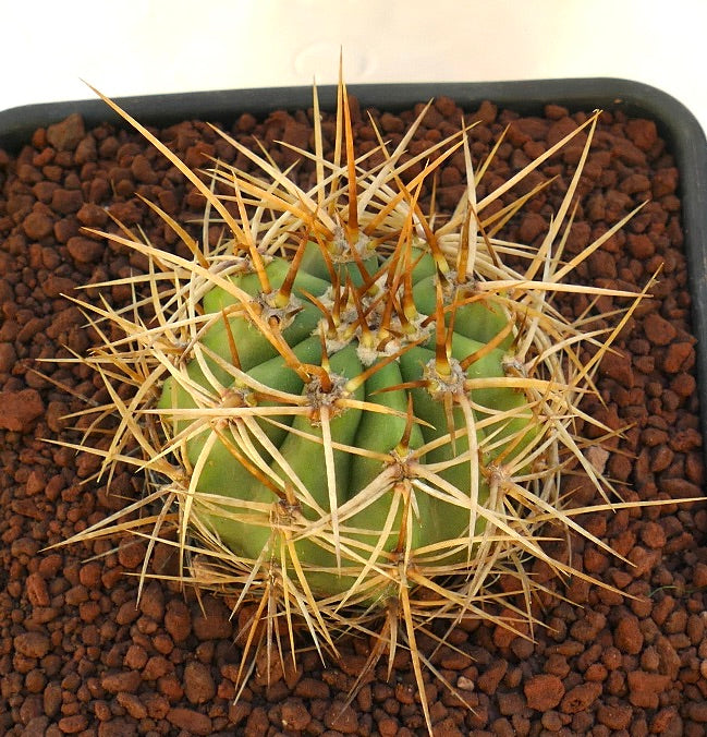 Cereus pasacana green cactus with prominent long yellow spines in rocky soil