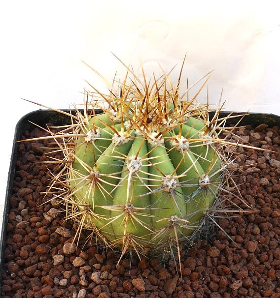 Cereus pasacana green cactus with prominent long yellow spines in rocky soil pot