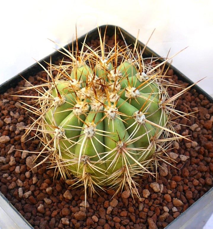 Cereus pasacana small round cactus with prominent long yellowish spines in pot