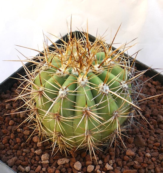 Cereus pasacana round green cactus with prominent long yellow and white spines