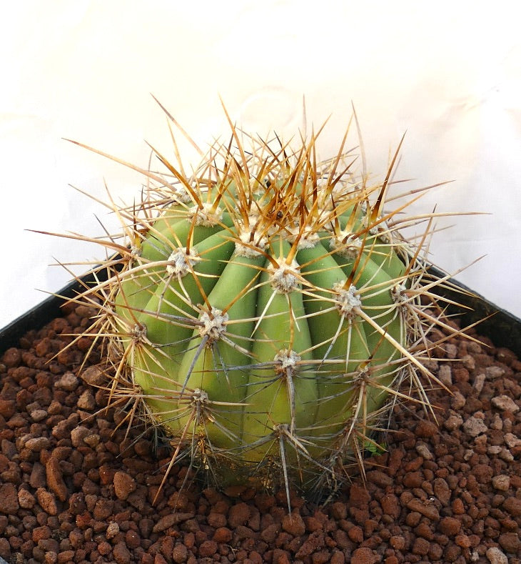 Cereus pasacana succulent cactus with thick green ribs and prominent long yellow spines in pot