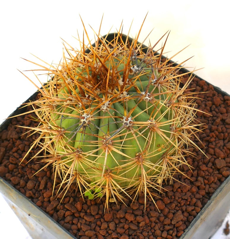 Cereus pasacana succulent cactus with dense brown spines and ribbed green body in pot