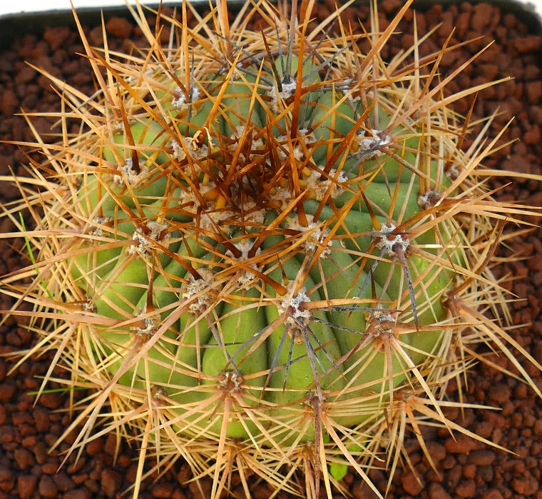 Cereus pasacana cactus with dense long brown spines and rounded green stem segments