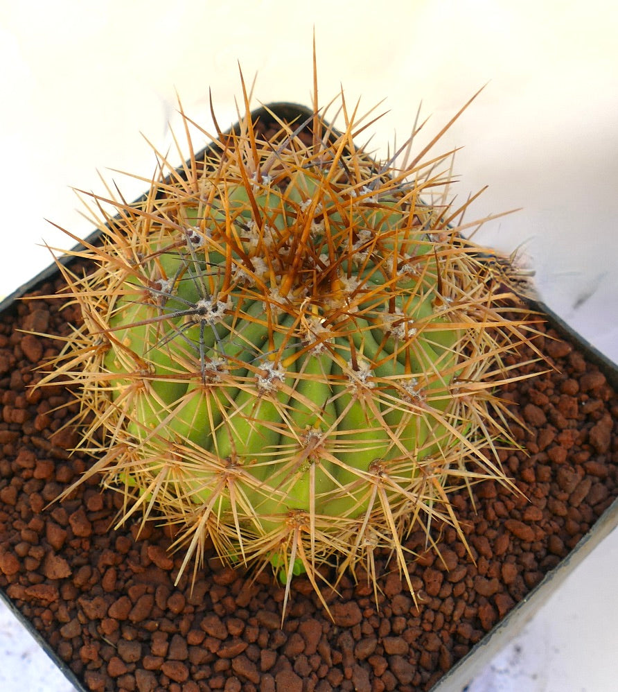 Cereus pasacana cactus with dense brown spines and ribbed green body in pot