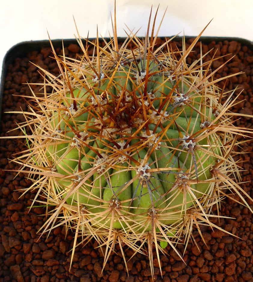 Cereus pasacana succulent cactus with dense long brown spines and ribbed green stem