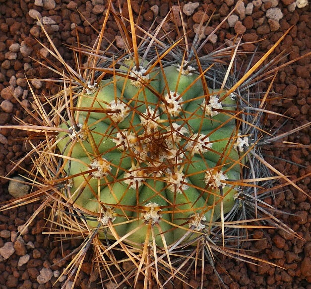 Cereus pasacana cactus with prominent brown spines and green ribbed body in rocky soil