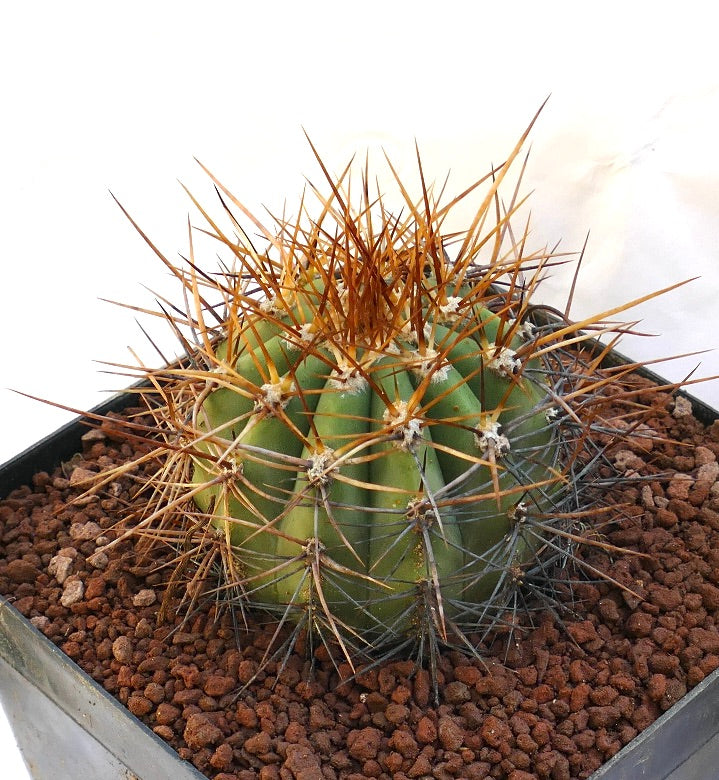 Cereus pasacana cactus with prominent brown spines and ribbed green body in pot