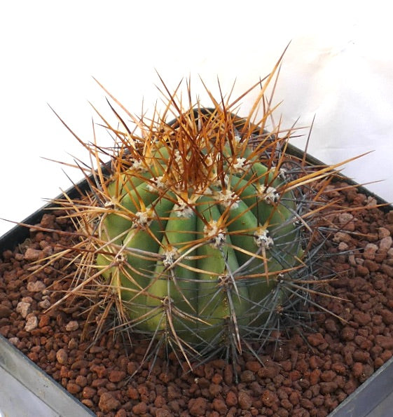 Cereus pasacana cactus with prominent brown spines and ribbed green succulent body in pot