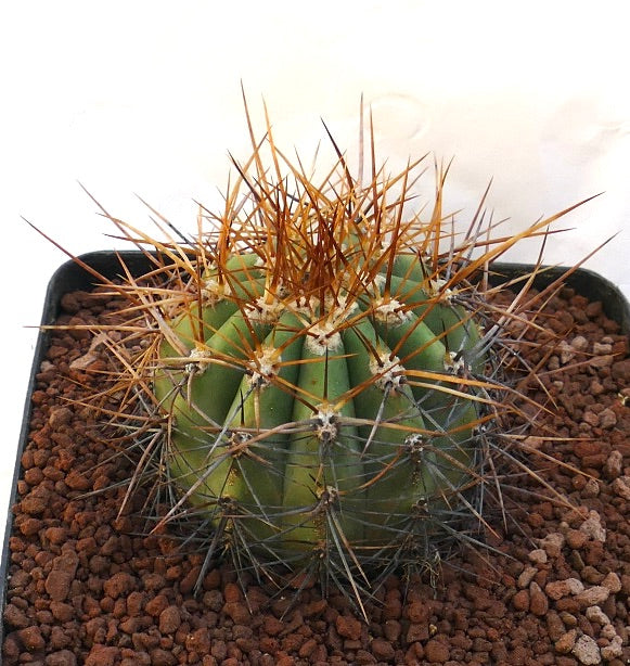 Cereus pasacana cactus with prominent brown spines and rounded green stem in pot