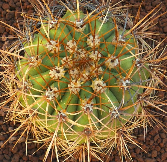 Cereus pasacana green cactus with prominent long golden spines and ribbed structure