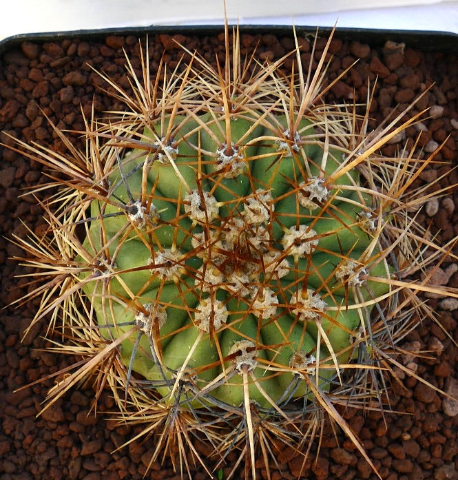 Cereus pasacana cactus with dense long golden spines and ribbed green body in soil
