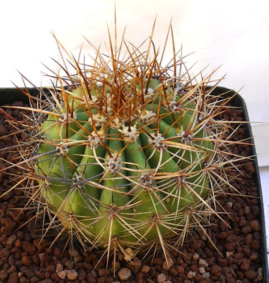 Cereus pasacana green cactus with dense long brown spines and ribbed structure