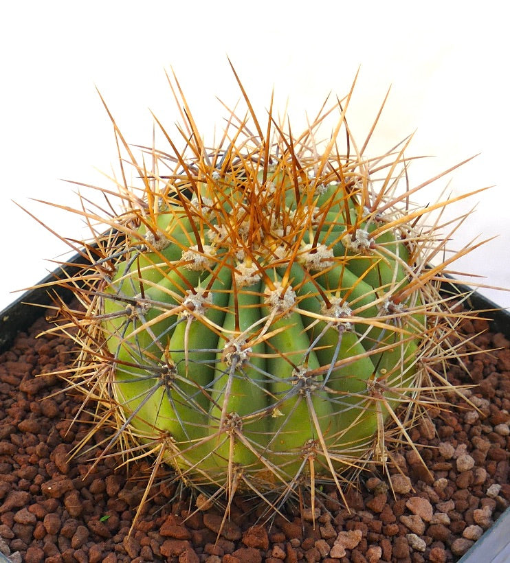 Cereus pasacana cactus with thick green ribs and dense long golden spines in pot