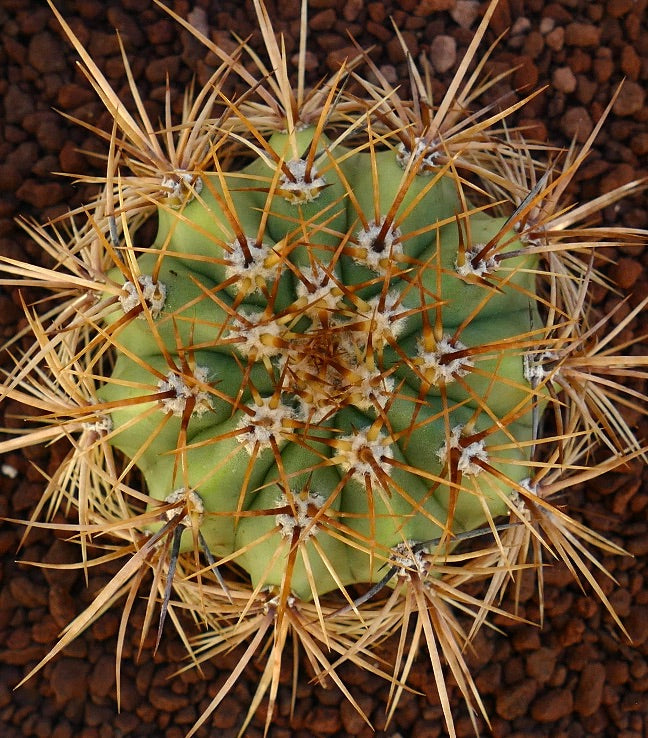 Cereus pasacana green cactus with long sharp yellow spines and rounded ribbed body