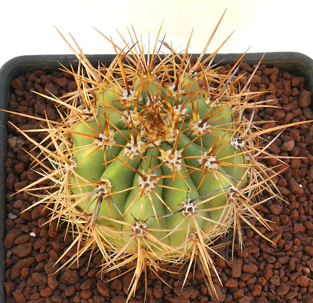 Cereus pasacana cactus with thick green ribs and long golden spines in pot