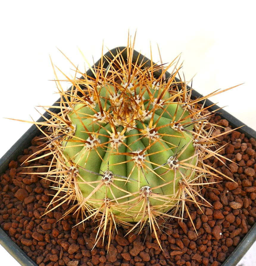 Cereus pasacana cactus with thick green ribs and long sharp golden spines in pot