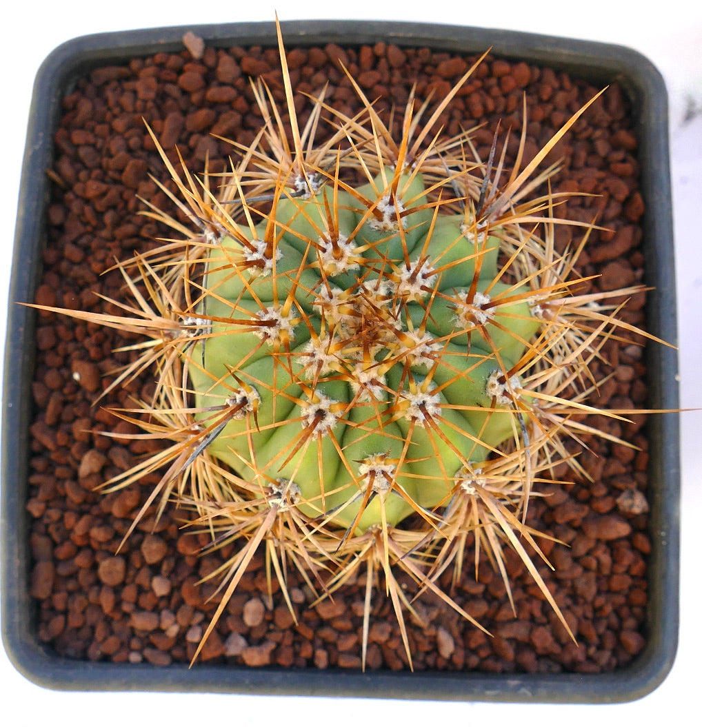 Cereus pasacana green cactus with long sharp yellow spines in square pot